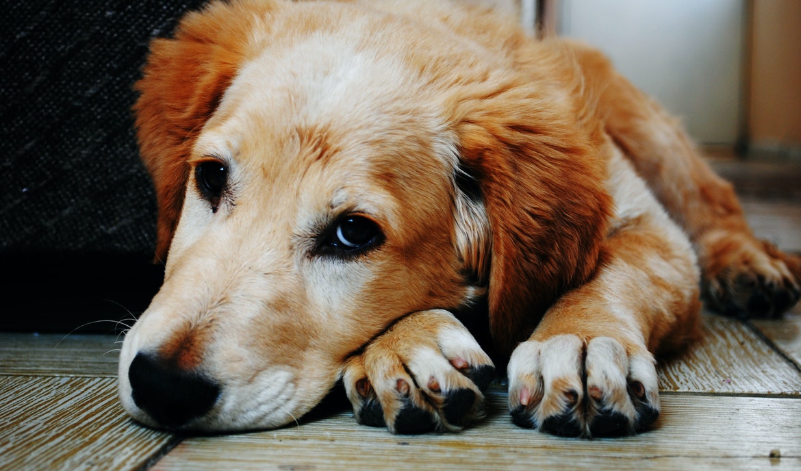 Arthrosis in dogs: causes, treatment and prevention